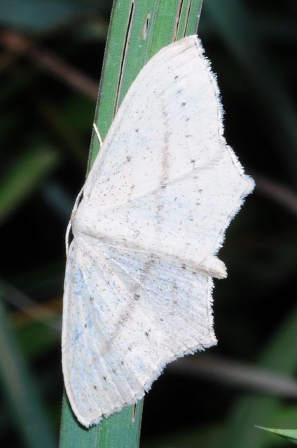 Scopula flaccidaria - alföldi sávosaraszoló