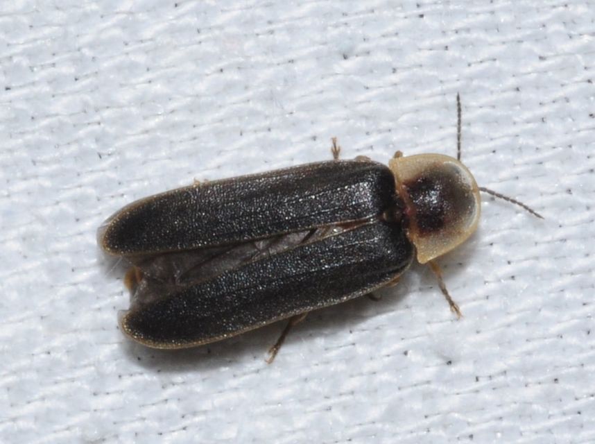Lampyris noctiluca - nagy szentjánosbogár