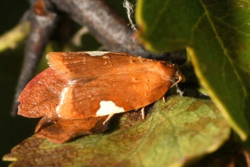 Acleris holmiana - fehérfoltos levélmoly