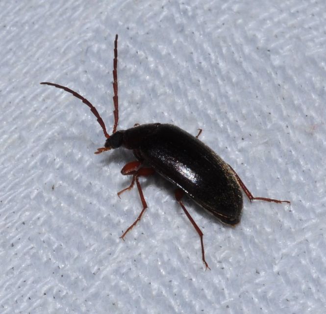 Hymenalia rufipes - rőtlábú alkonybogár