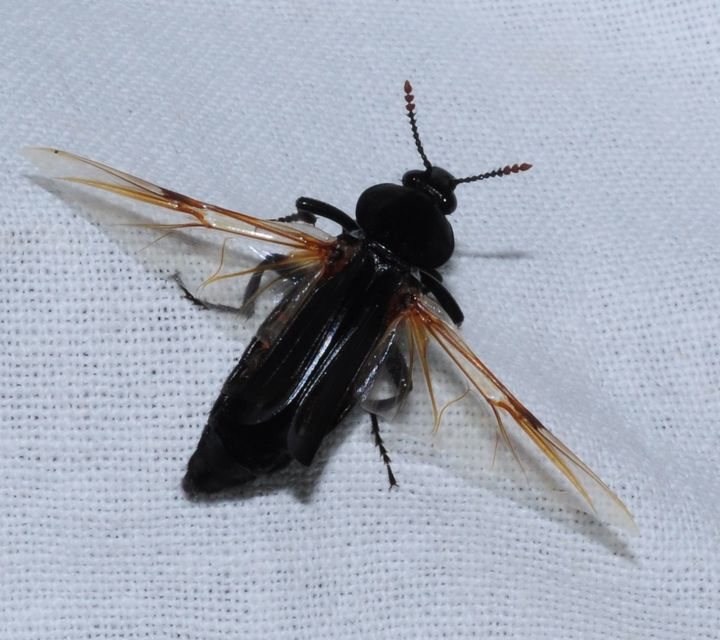 Necrodes littoralis - nagy dögbogár