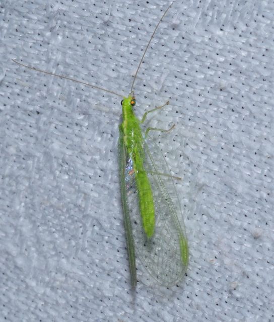 Chrysopidae - zöldfátyolkák