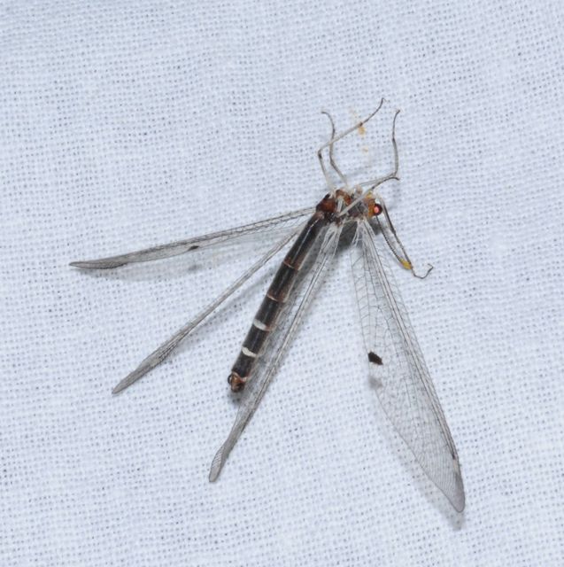 Megistopus flavicornis - kétfoltos hangyaleső