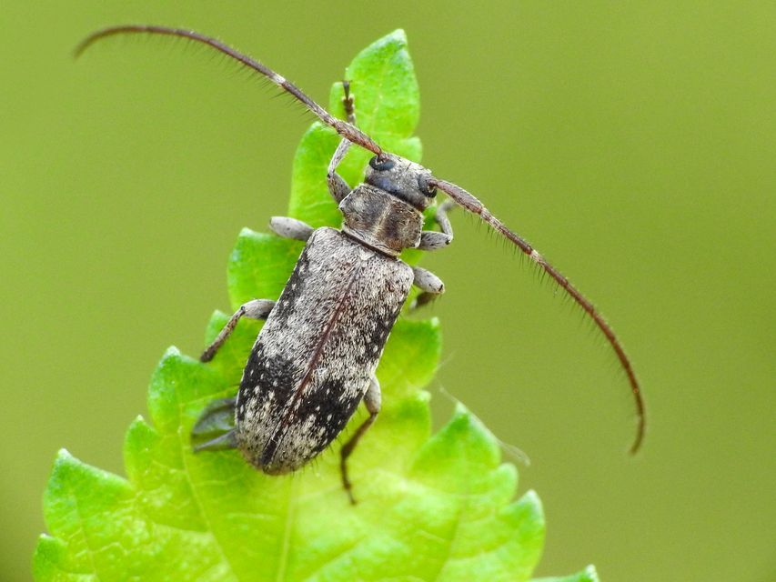 Exocentrus adspersus - tölgyfa-rőzsecincér