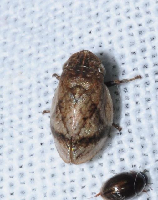 Lepyronia coleoptrata