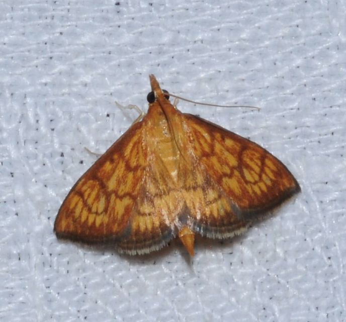 Ecpyrrhorrhoe rubiginalis - rozsdavörös tűzmoly