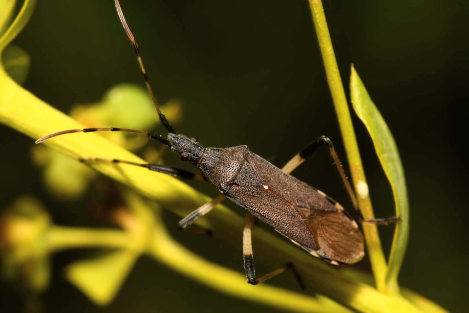 Dicranocephalus albipes - kutyatej-karimáspoloska