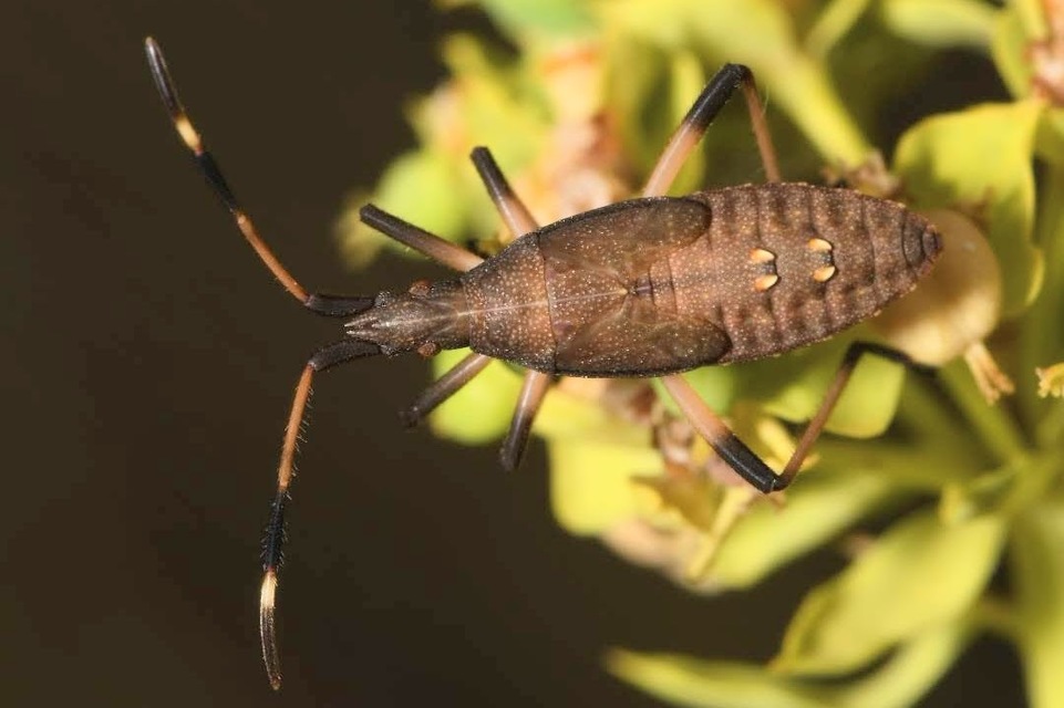Dicranocephalus albipes - kutyatej-karimáspoloska