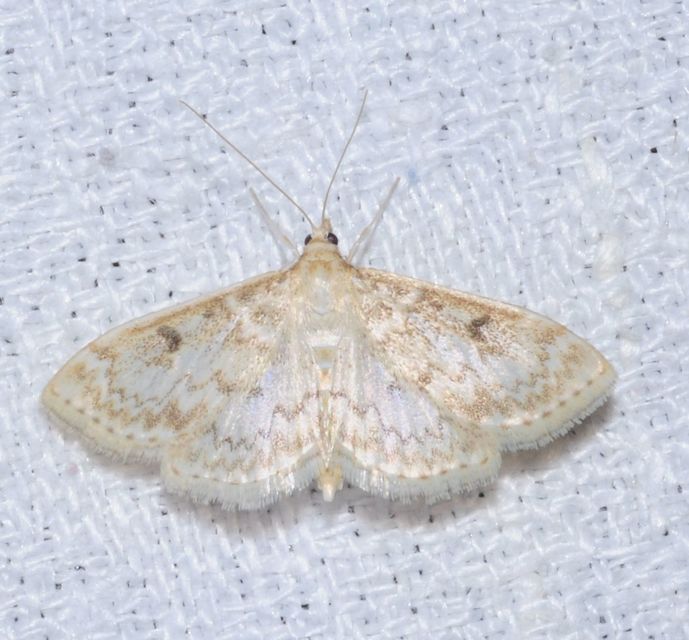 Anania perlucidalis - lápréti tűzmoly