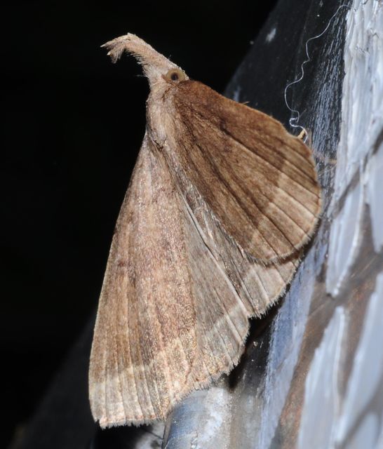 Pechipogo plumigeralis - tollascsápú karcsúbagoly