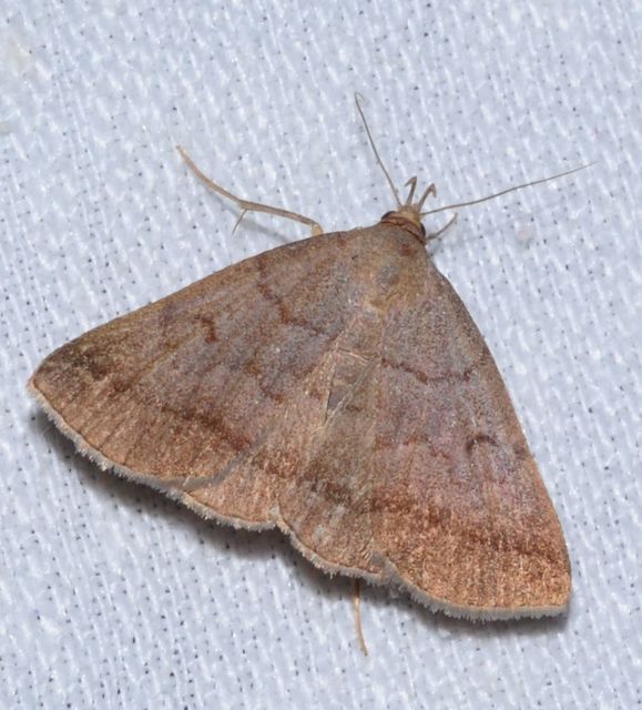 Zanclognatha lunalis - pelyheslábú karcsúbagoly