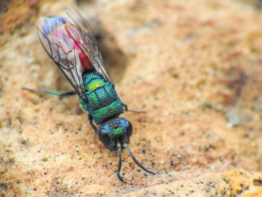 Chrysis rutilans