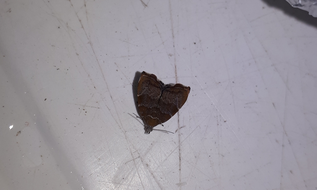 Choreutis nemorana - füge-levélmoly