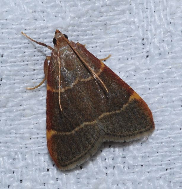 Hypsopygia glaucinalis - rezes fényilonca