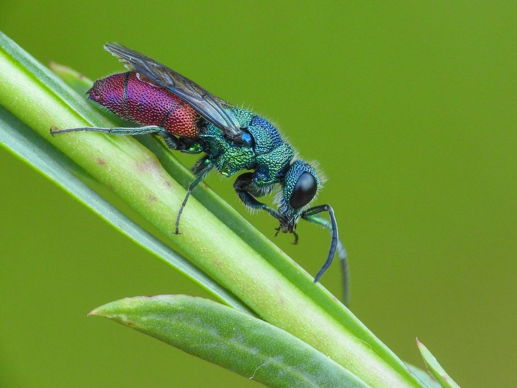 Chrysis placida