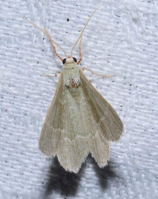 Phaiogramma etruscaria - fehérpettyes zöldaraszoló
