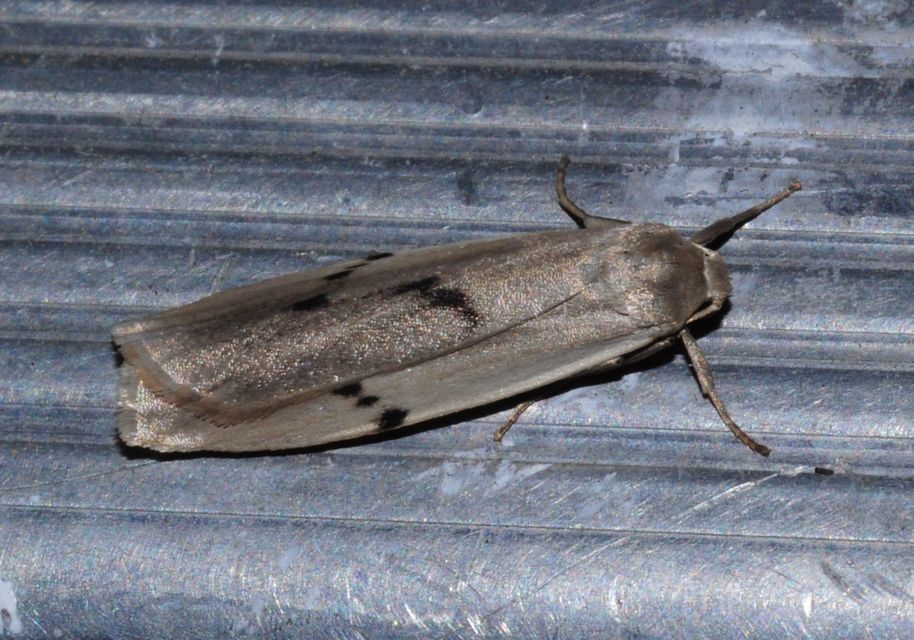 Pelosia muscerda - hamvas zuzmószövő