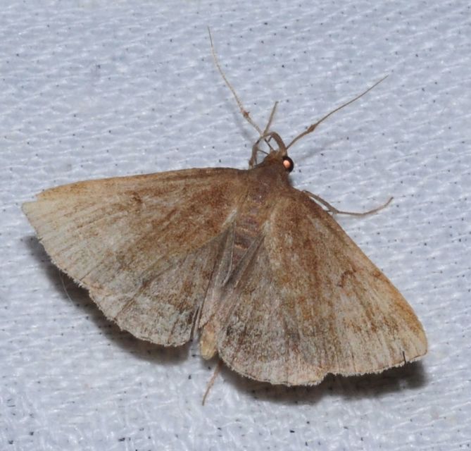 Zanclognatha lunalis - pelyheslábú karcsúbagoly