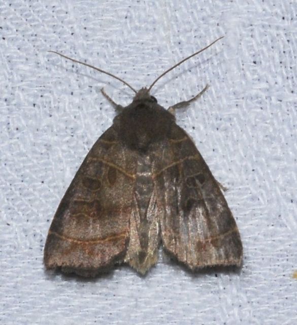Ipimorpha subtusa - csúcsos nyárfabagoly