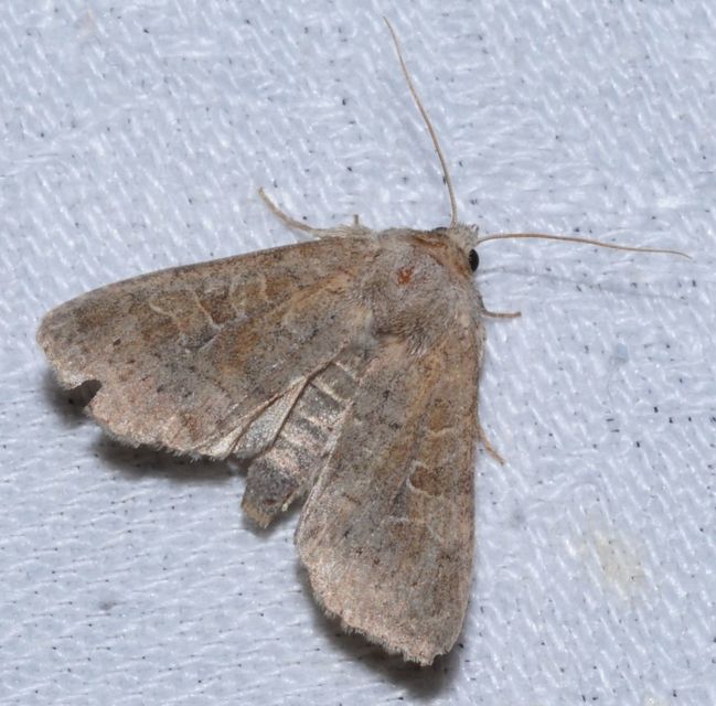 Parastichtis suspecta - sötét erdeibagoly
