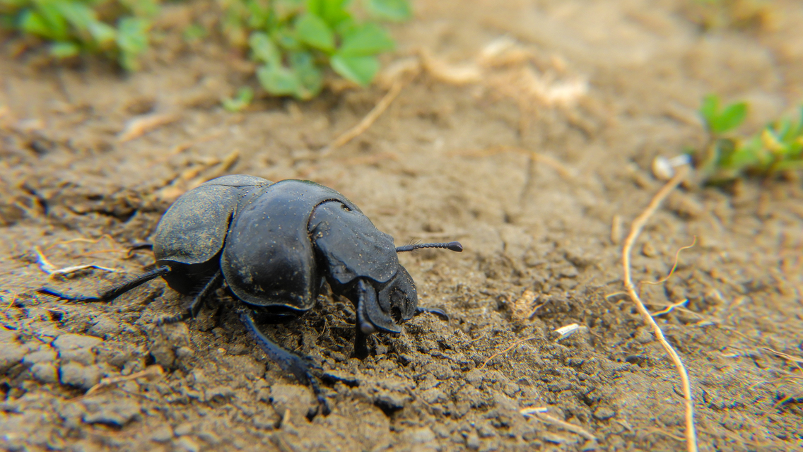 Lethrus apterus - nagyfejű csajkó