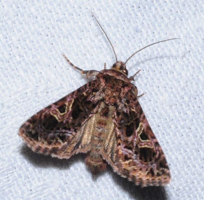 Sideridis rivularis - vörhenyes szegfűbagoly