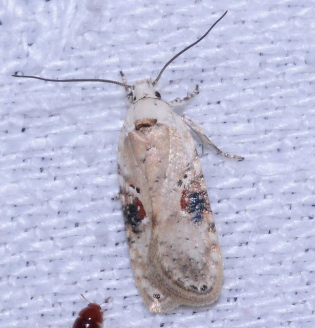 Agonopterix alstromeriana - bürök-laposmoly