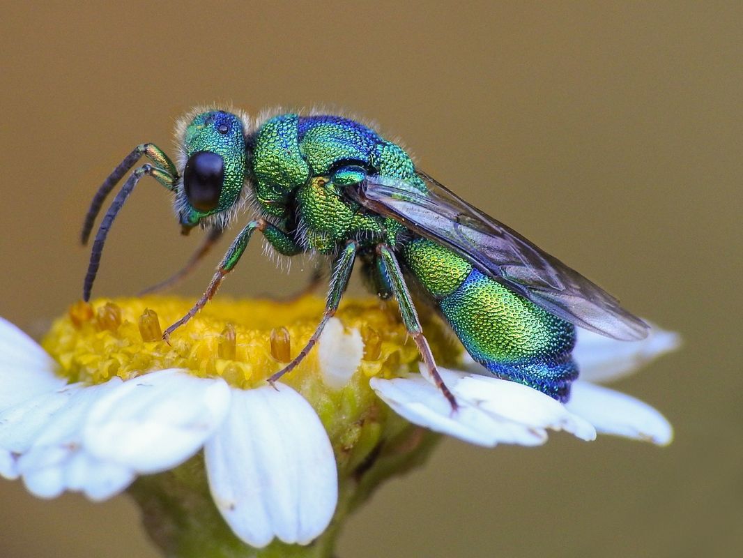 Euchroeus purpuratus