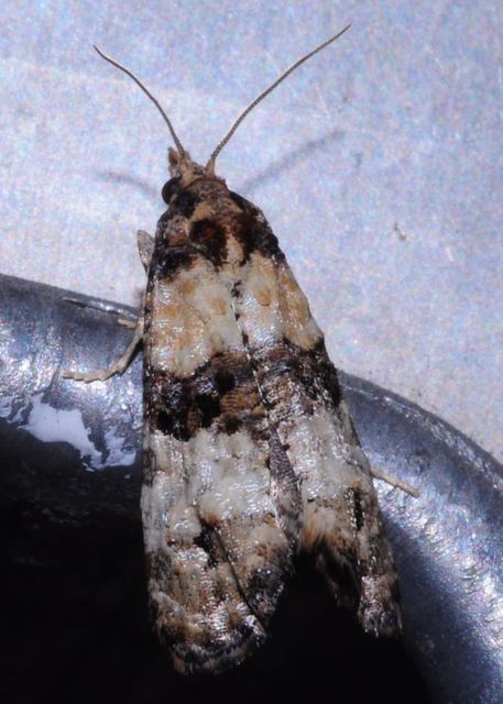 Phtheochroa pulvillana - spárgaszár-fúrómoly