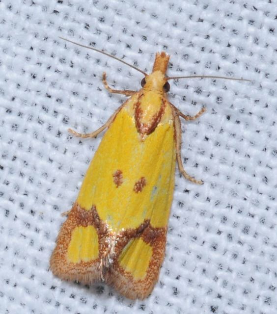 Agapeta zoegana - barnacsíkos sárgamoly