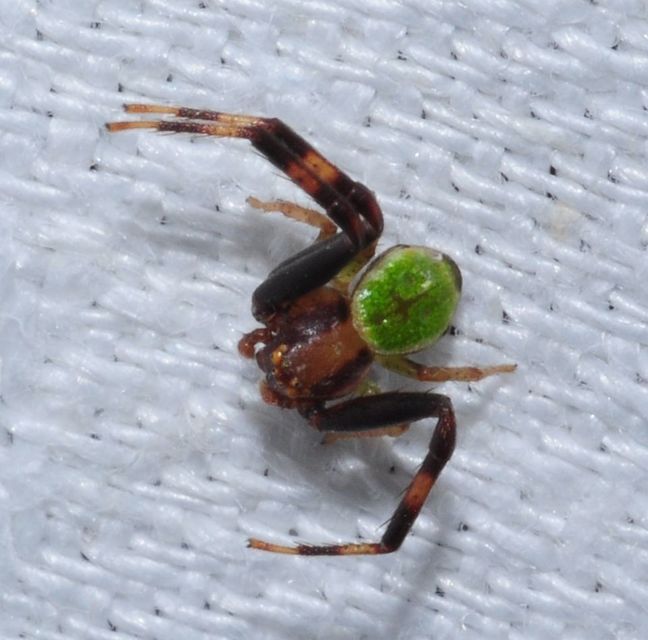 Ebrechtella tricuspidata - alakoskodó karolópók