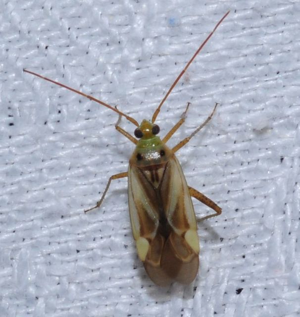 Adelphocoris lineolatus - lucernapoloska