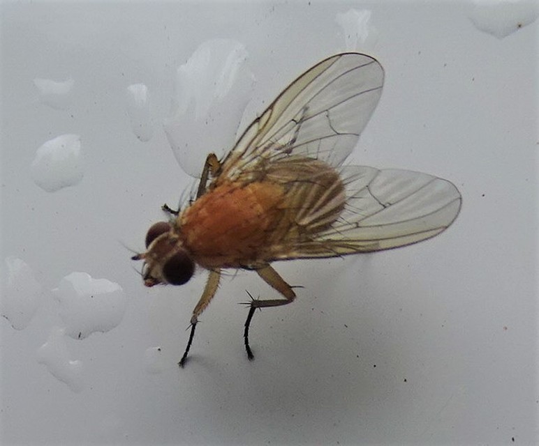 Phaonia pallida