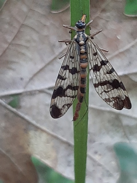 Panorpa vulgaris