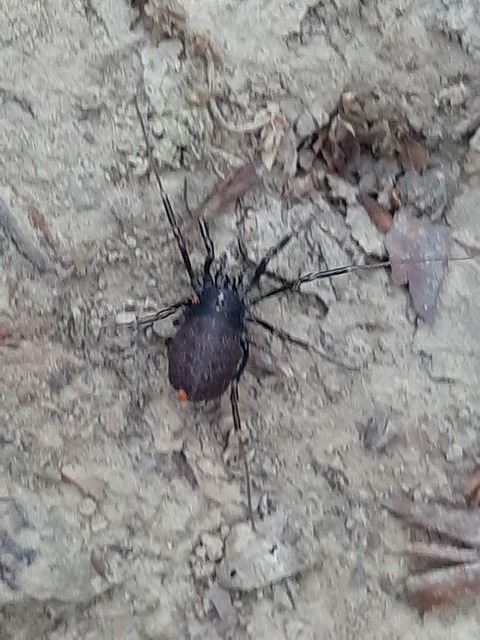 Egaenus convexus