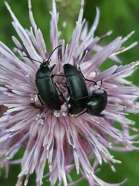 Podonta nigrita - szerecsenbogár