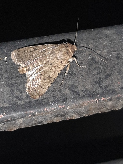 Rhyacia simulans - hamvas földibagoly