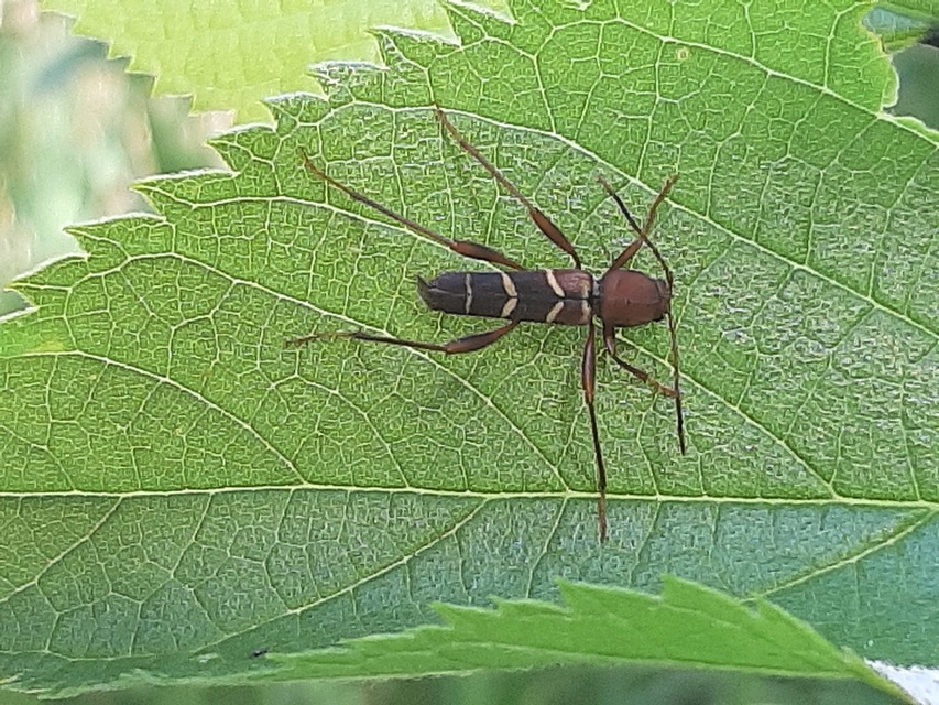 Neoclytus acuminatus - amerikai darázscincér