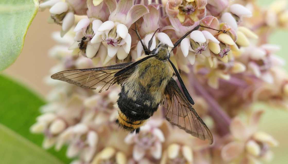 Hemaris tityus - pöszörszender Hemaris tityus - pöszörszender