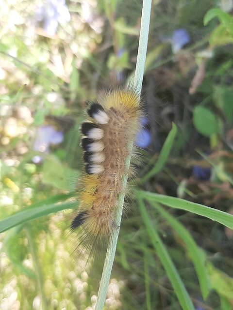 Gynaephora fascelina - vesszős szövő
