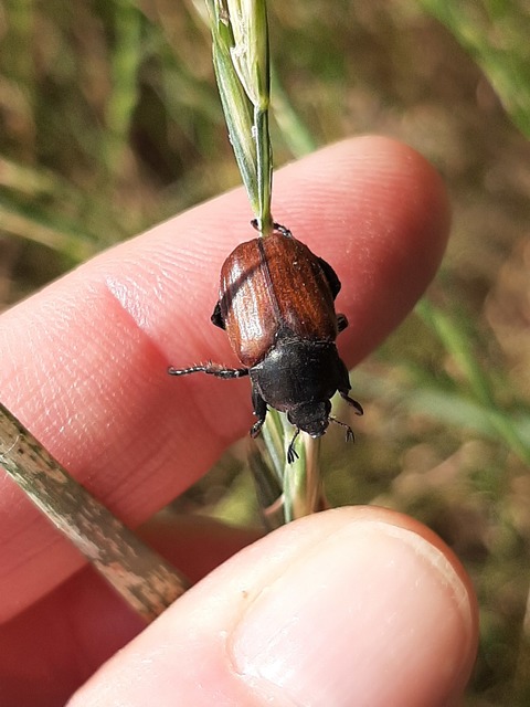 Anisoplia lata - széles szipoly Anisoplia lata - széles szipoly
