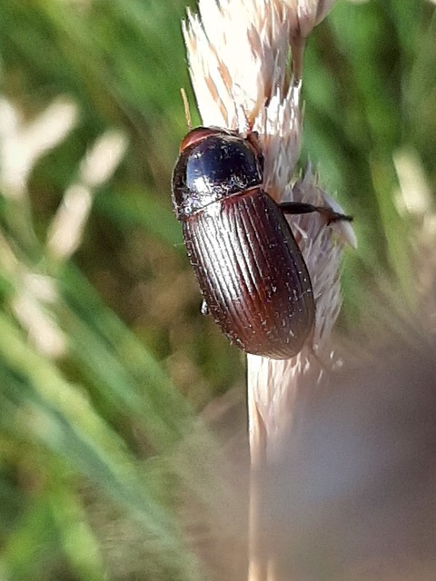 Zabrus tenebrioides - gabonafutó
