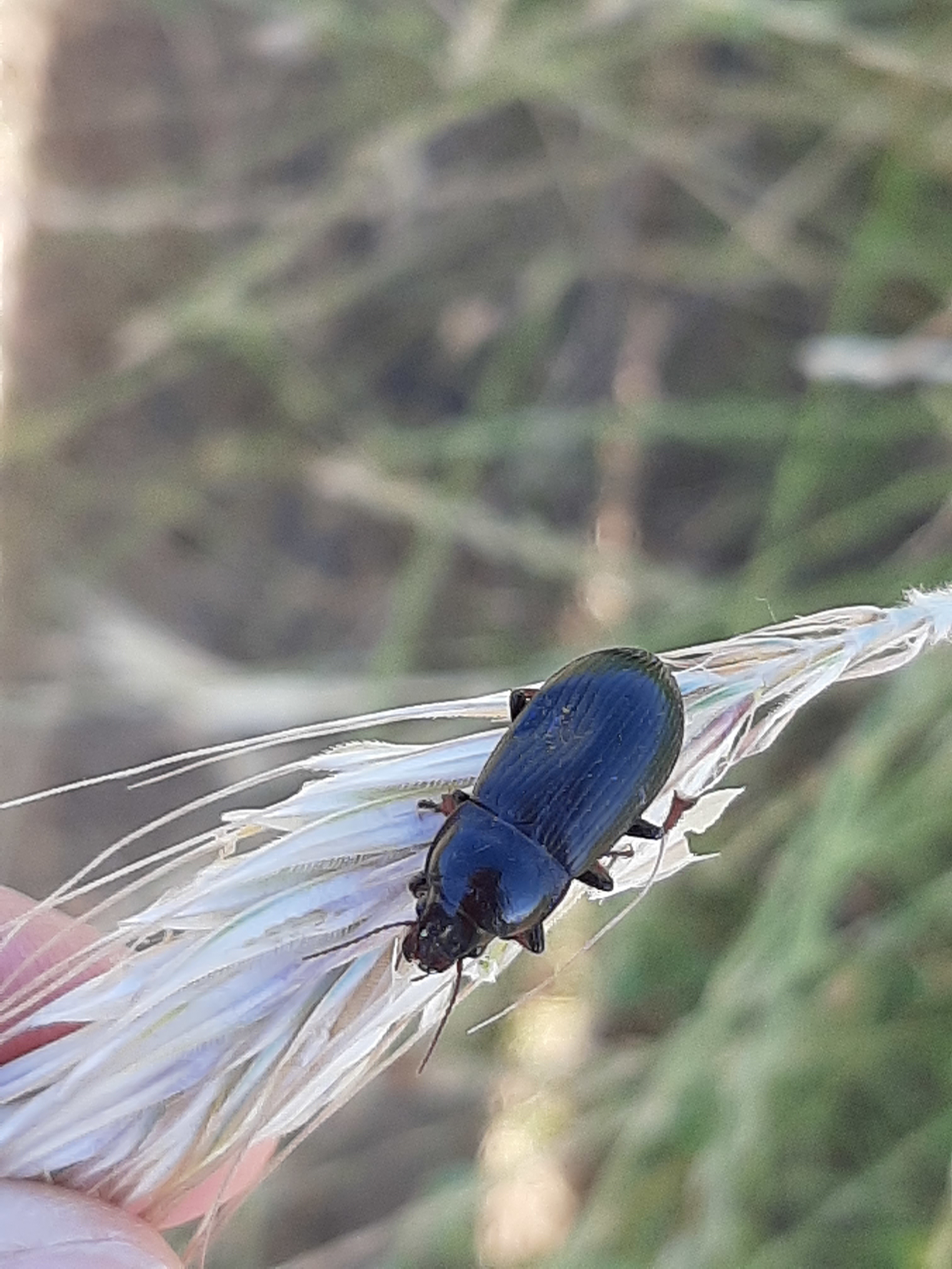 Zabrus tenebrioides - gabonafutó