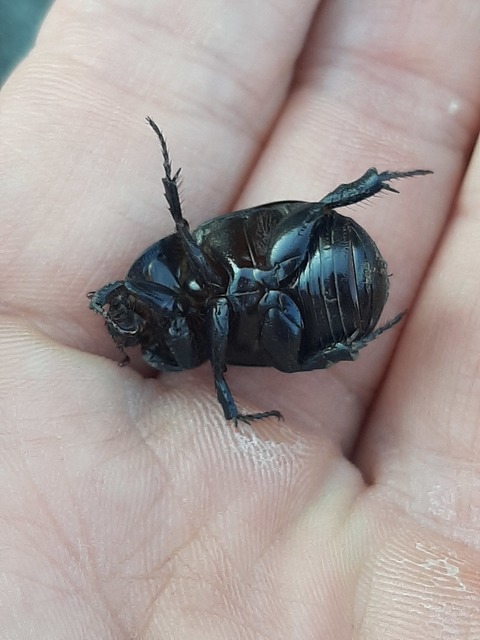 Pentodon idiota - butabogár