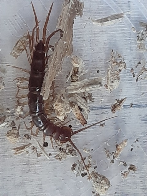 Lithobiidae