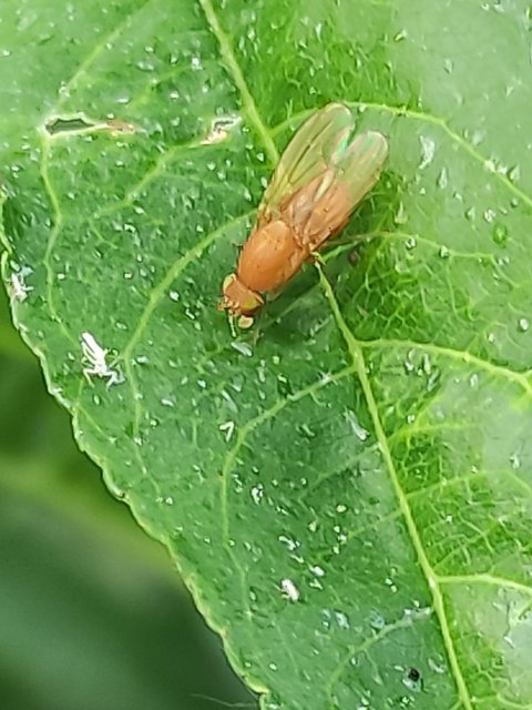 Lauxaniidae - pudvalegyek
