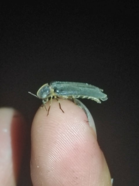 Lampyris noctiluca - nagy szentjánosbogár