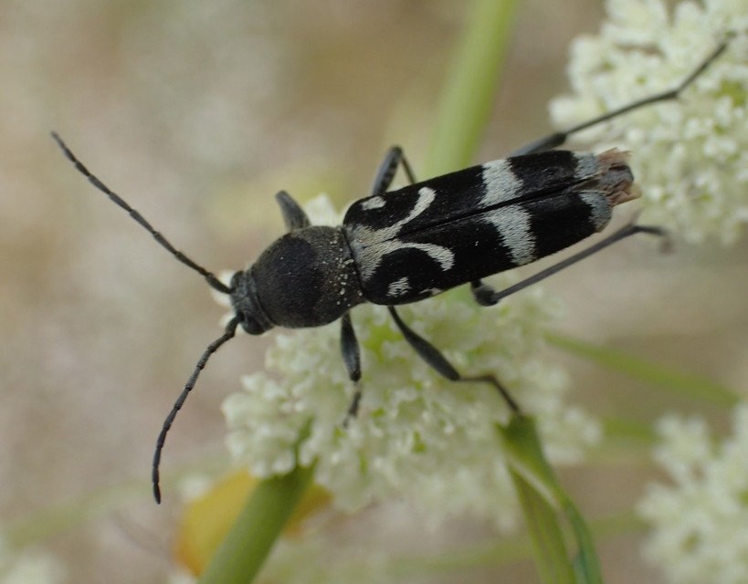 Chlorophorus figuratus - rajzos darázscincér