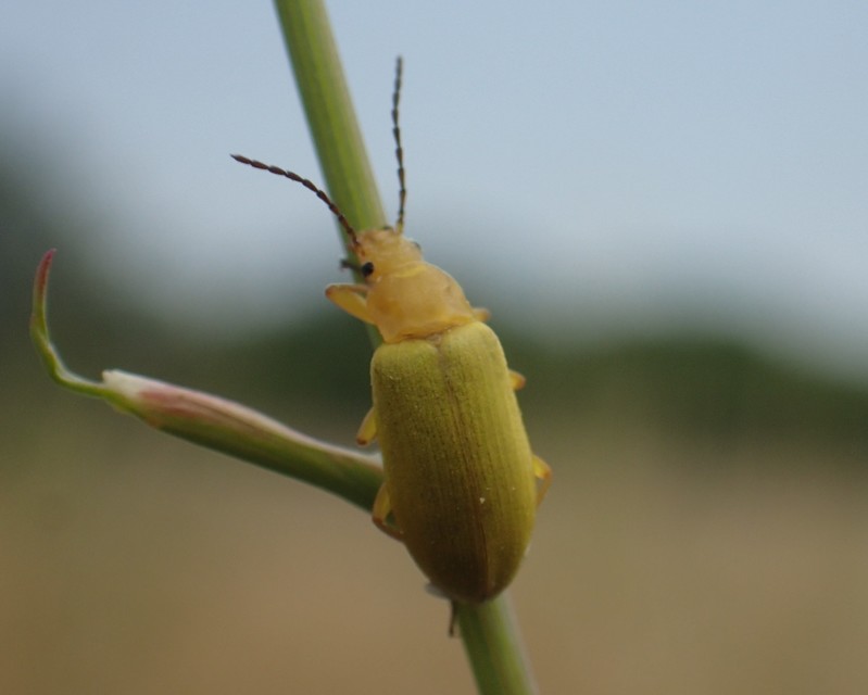 Cteniopus sulphureus - közönséges kénbogár Cteniopus sulphureus - közönséges kénbogár