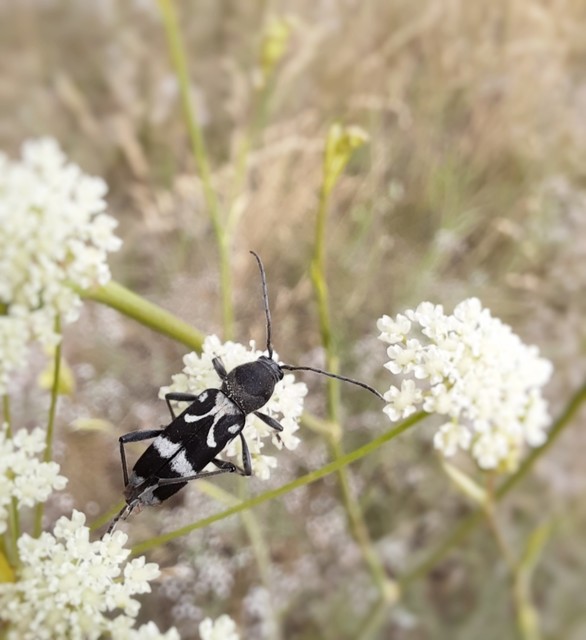 Chlorophorus figuratus - rajzos darázscincér Chlorophorus figuratus - rajzos darázscincér